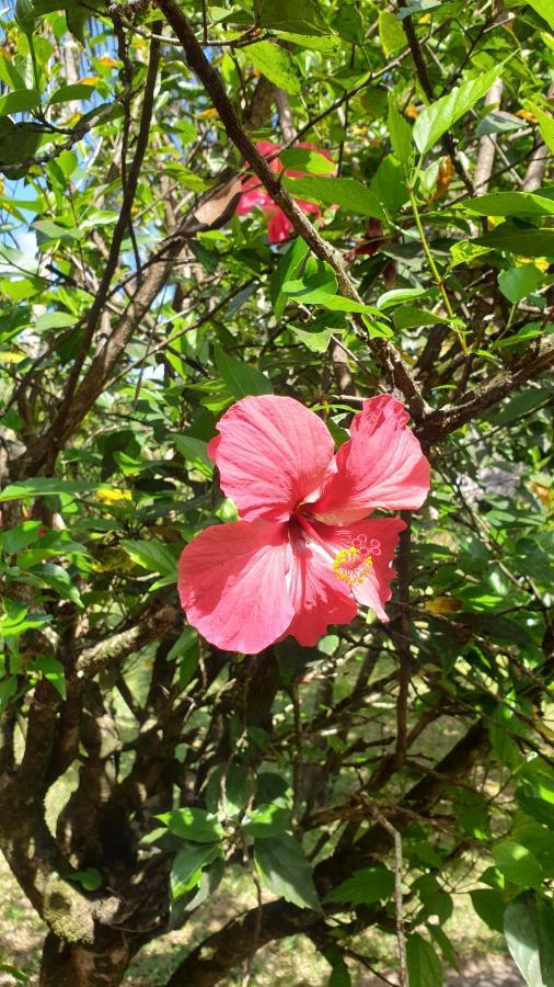 Les Citronniers Bed & Breakfast Ile Sainte-Marie Bagian luar foto